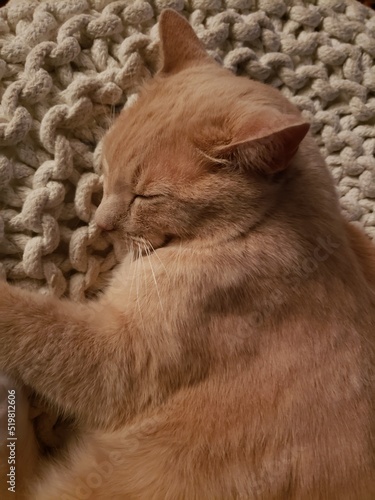 Cream Tabby Cat Sleeping on a white ottoman