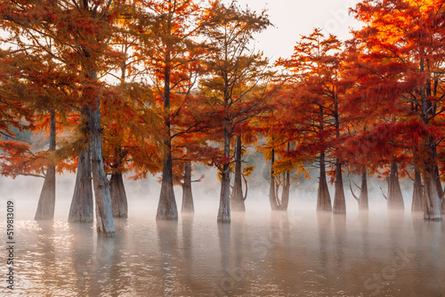 Swamp cypresses on lake with fog and morning sunshine. Taxodium distichum with red needles in USA.