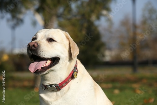 Yellow Labrador in park on sunny day. Space for text