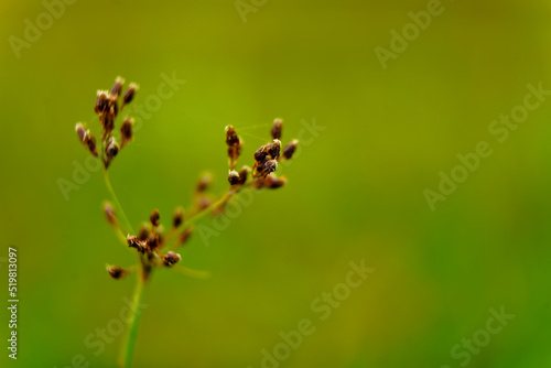Tiny seeds of weed grass from Western Ghats © JB Photos