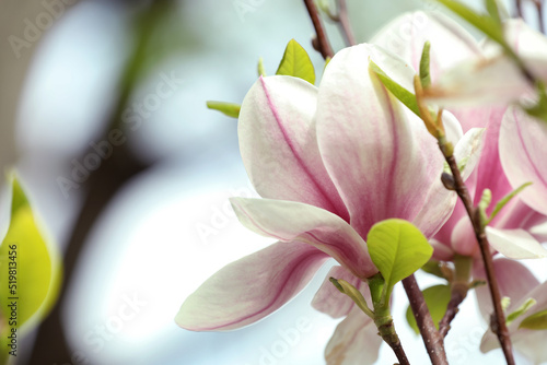 Magnolia tree with beautiful flowers on blurred background  closeup. Space for text