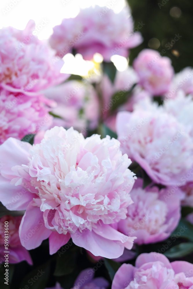 Blooming peony plant with beautiful pink flowers outdoors, closeup