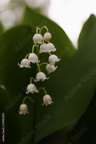 Beautiful lily of the valley flower on blurred background, closeup