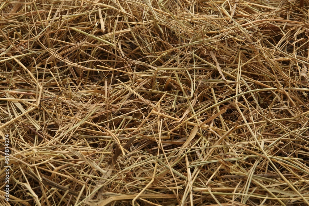 Dried grass hay as background, closeup view Dried grass hay as background, closeup view