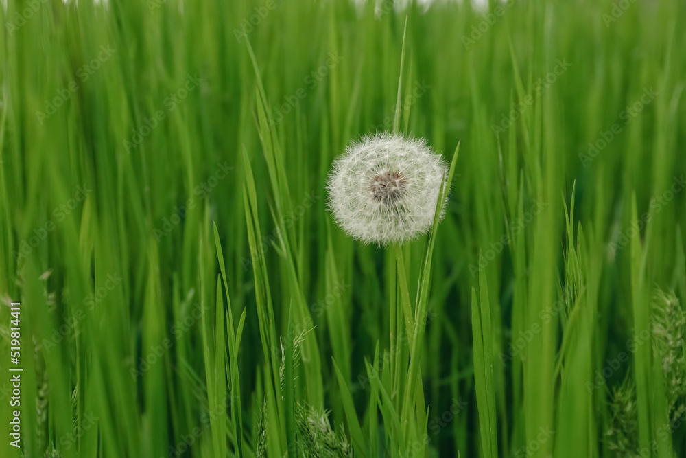 Beautiful fluffy dandelion in bright green grass