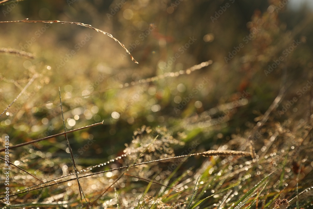Beautiful meadow plants with morning dew outdoors Beautiful meadow plants with morning dew outdoors