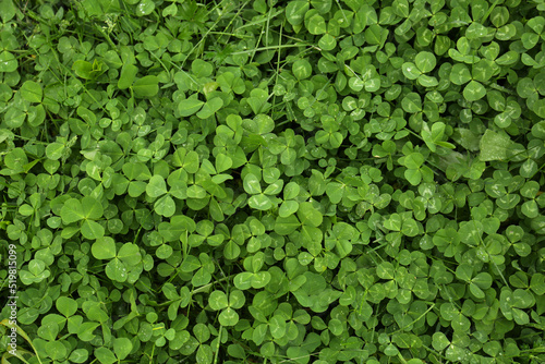 Beautiful green clover leaves and grass with water drops, top view