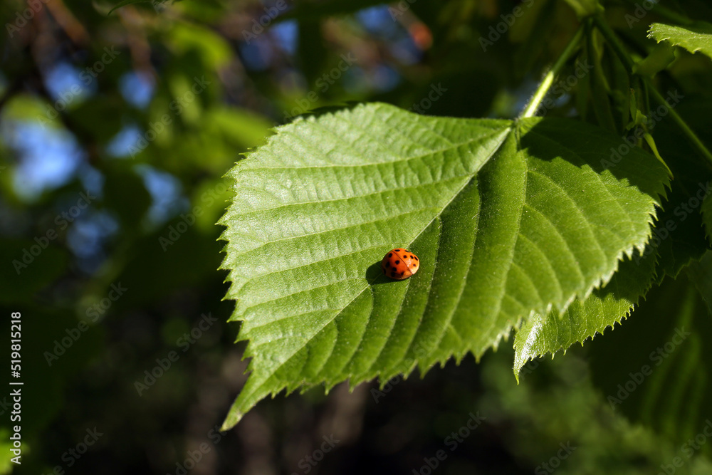 Tiny ladybug on fresh young green leaf outdoors, closeup Tiny ladybug on fresh young green leaf outdoors, closeup