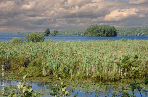 Walk on the edge of a marsh with its aquatic plants in July in Quebec, Canada