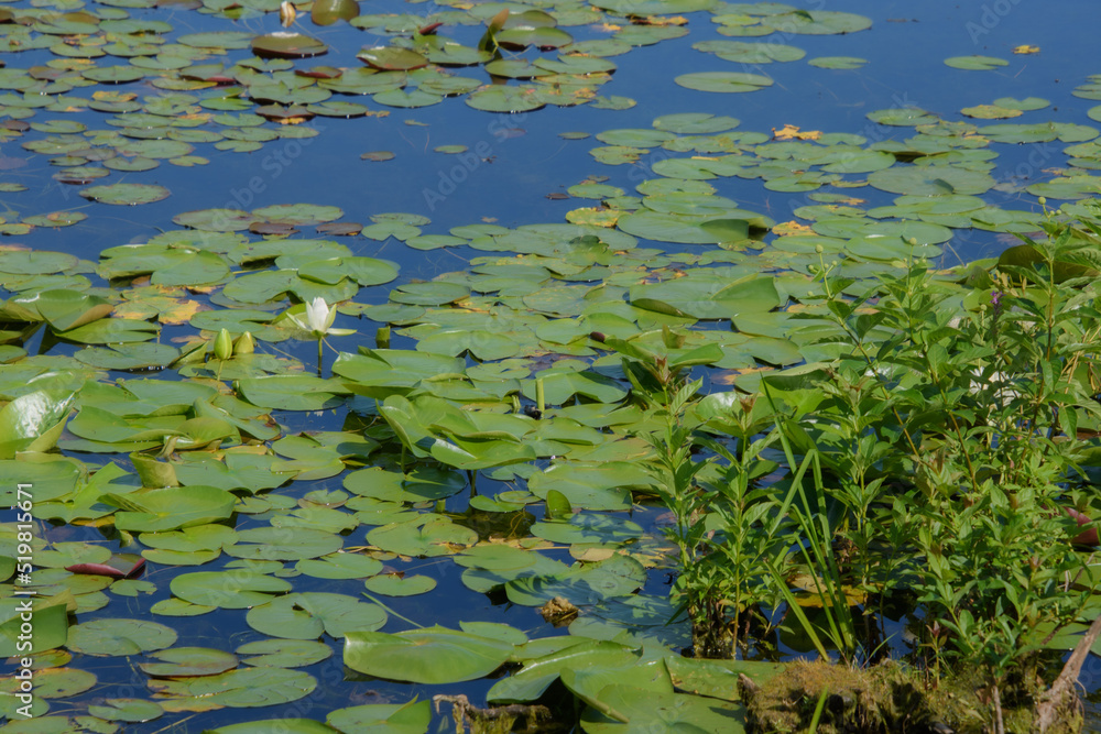 Walk on the edge of a marsh with its aquatic plants in July in Quebec, Canada Walk on the edge of a marsh with its aquatic plants in July in Quebec, Canada