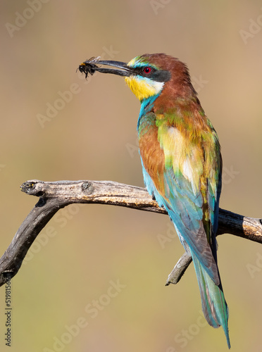 European bee-eater, Merops apiaster. A bird sits on a beautiful old branch and holds a prey in its beak