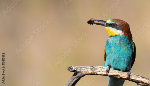 European bee-eater, Merops apiaster. A bird sits on a beautiful old branch and holds a prey in its beak