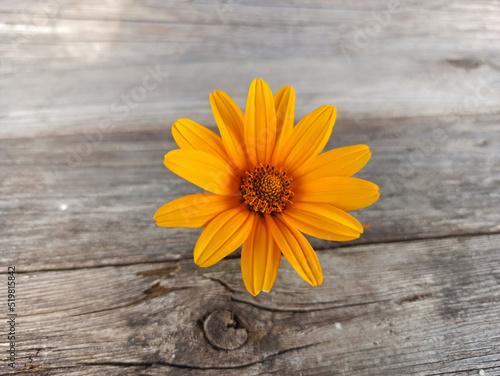 yellow flower shot on a wooden background - close-up