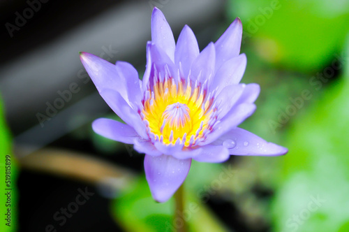 lotus or florescent purple lotus or purple lotus or Water Lily  Nymphaea lotus