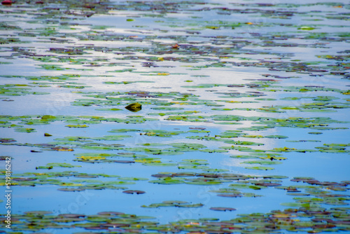 Walk on the edge of a marsh with its aquatic plants in July in Quebec, Canada