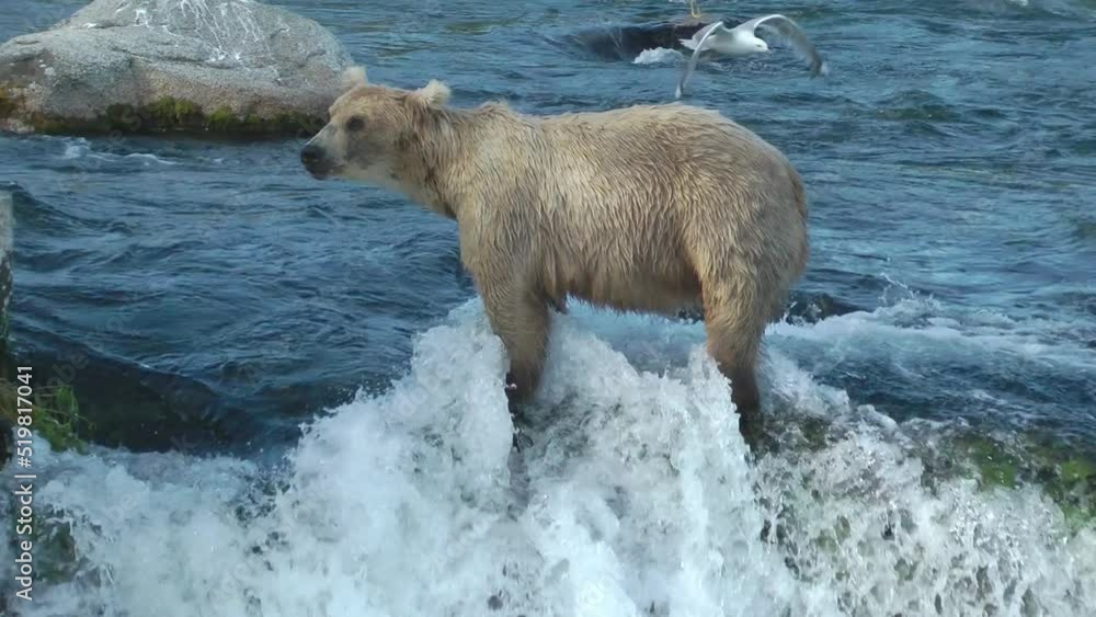Grizzly bear standing in the water, Brooks Falls
North America Wildlife and Nature, Brooks Falls - Katmai National Park, Alaska, 2022
Grizzly bear standing in the water, Brooks Falls
North America Wildlife and Nature, Brooks Falls - Katmai National Park, Alaska, 2022