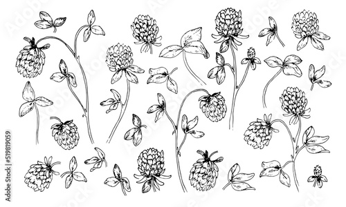 Red Clover Flower for honey extraction in vintage style. Sketch of Trifolium. Drawing of Pratense. Botanical vector illustration