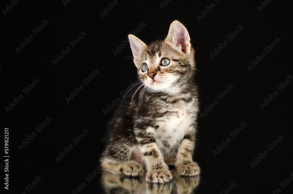cute little kittens studio photo pets lovely portrait on black background