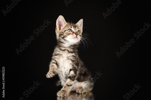 cute little kittens studio photo pets lovely portrait on black background