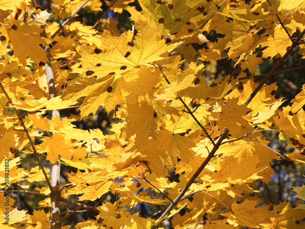 Yellow maple leaves close-up on a sunny autumn day. Yellow maple leaves close-up on a sunny autumn day.