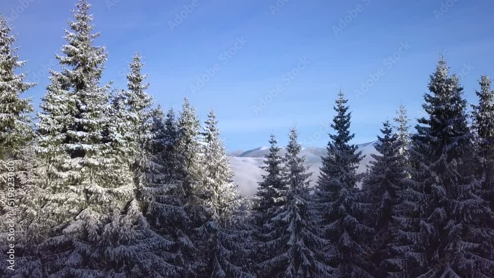 Flight through the winter forest in the mountains Flight through the winter forest in the mountains
