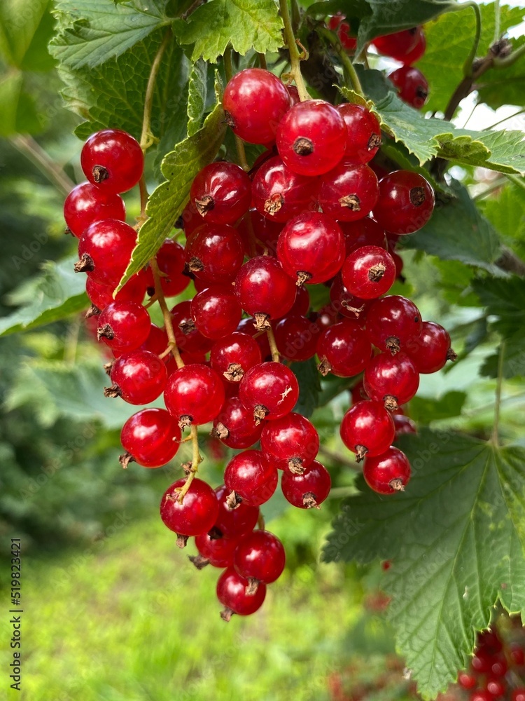 red currant berries red currant berries