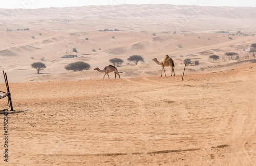 Desert landscape with Middle Eastern camels, Wahiba Sands of desert in Oman.