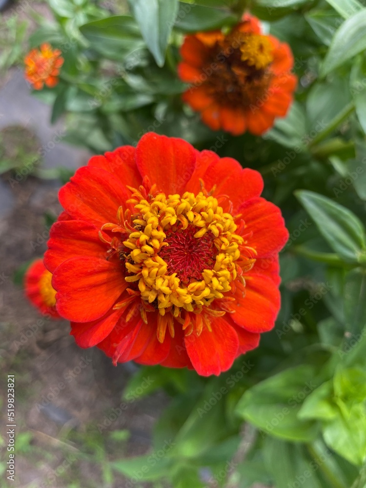 orange dahlia flower orange dahlia flower