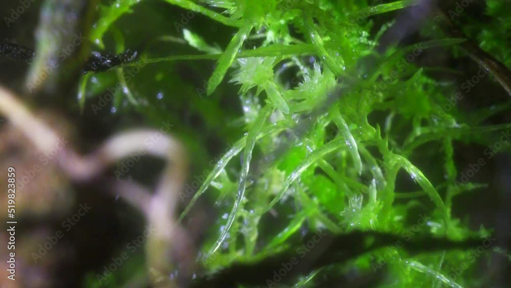 Macro video of miniature plants. Amazing microscopic world. Miniature moss close-up. Focus on green moss. Autonomous florarium Macro video of miniature plants. Amazing microscopic world. Miniature moss close-up. Focus on green moss. Autonomous florarium