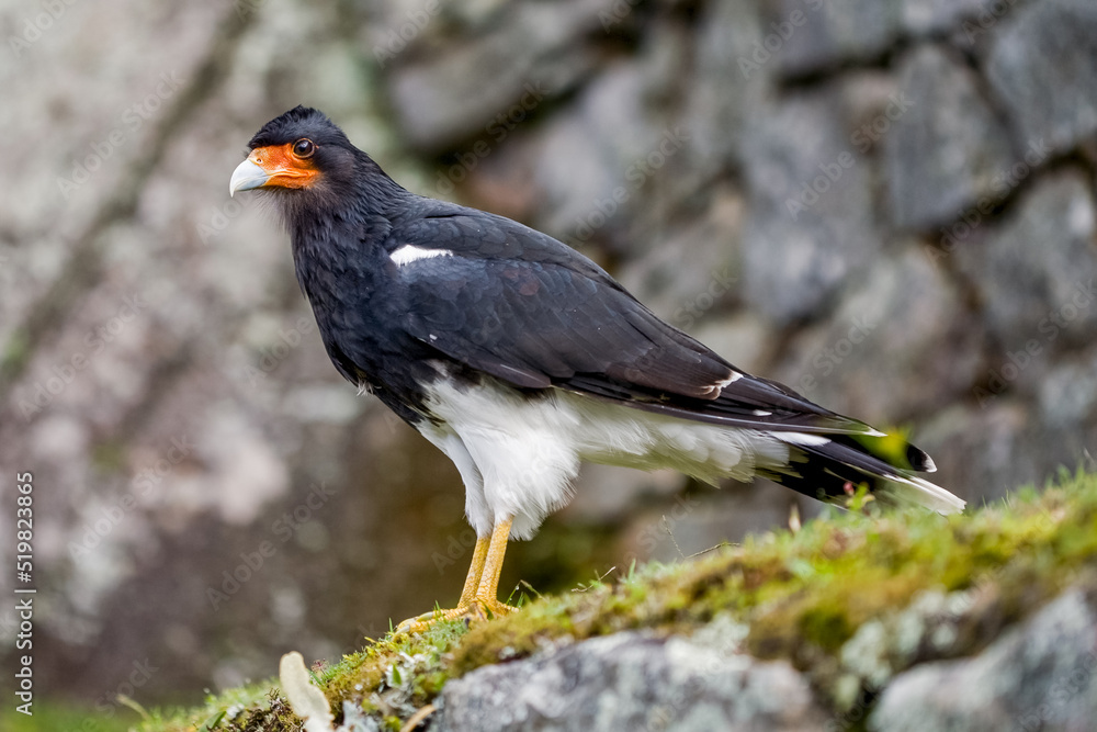 Black wild bird in Machu Picchu area Peru .Fauna of Soth America. Black wild bird in Machu Picchu area Peru .Fauna of Soth America.