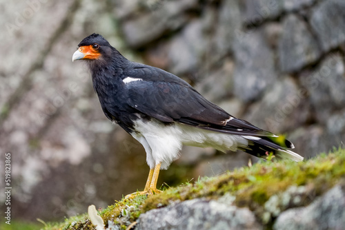 Black wild bird in Machu Picchu area Peru .Fauna of Soth America.
