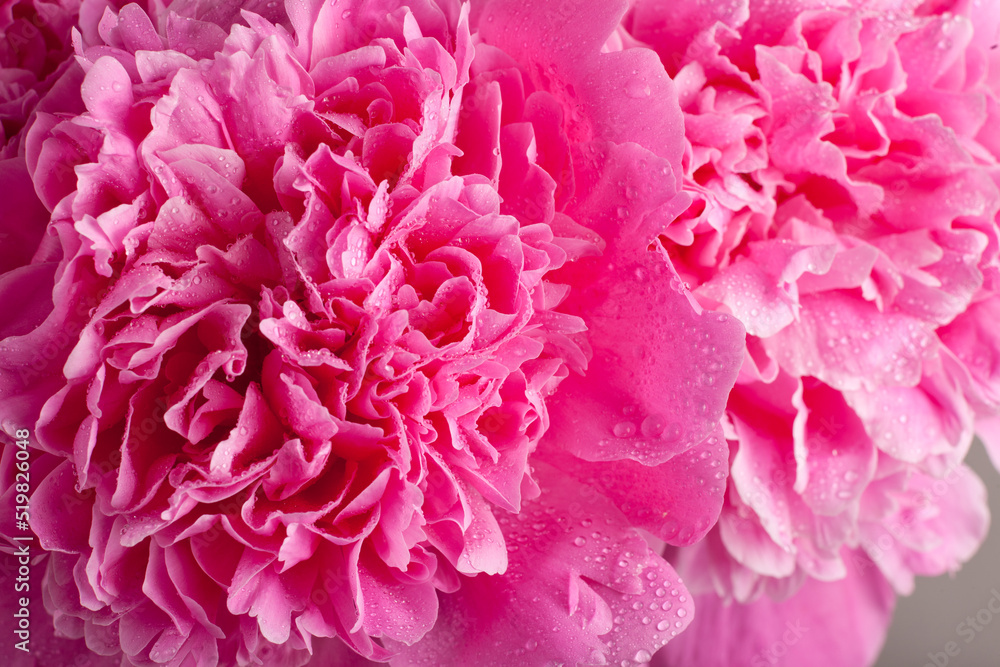 Pink peony flower close-up, floral background with water drops