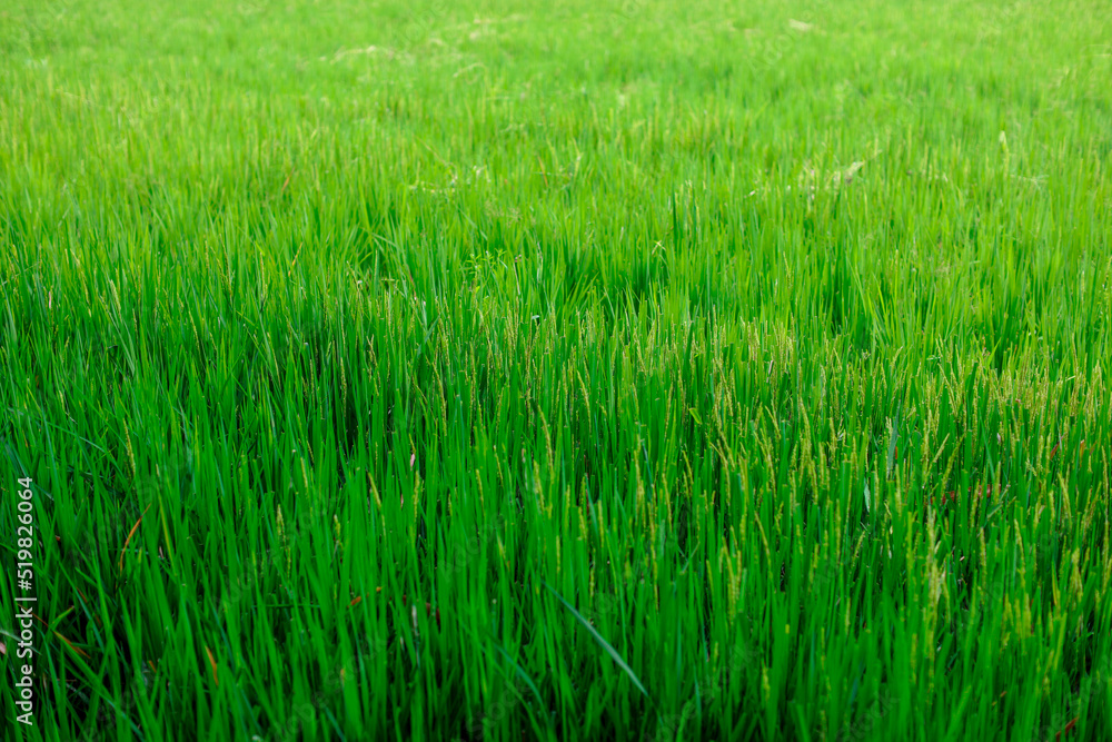 The close background of the green rice fields, the seedlings that are growing, are seen in rural areas as the main occupation of rice farmers who grow rice for sale or living. The close background of the green rice fields, the seedlings that are growing, are seen in rural areas as the main occupation of rice farmers who grow rice for sale or living.
