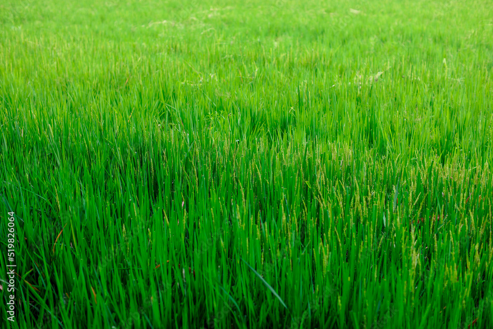 The close background of the green rice fields, the seedlings that are growing, are seen in rural areas as the main occupation of rice farmers who grow rice for sale or living.