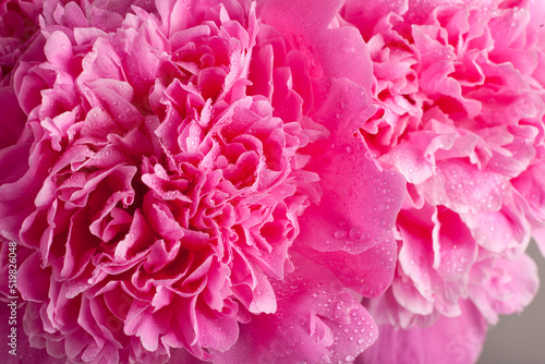 Pink peony flower close-up  floral background with water drops