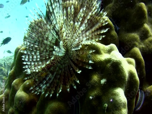 Indian fan Worm (Sabellastarte indica) retracting into its hole photo