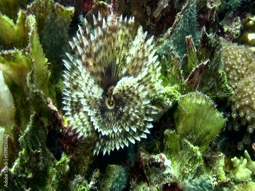 Indian fan Worm (Sabellastarte indica) retracting into its hole photo