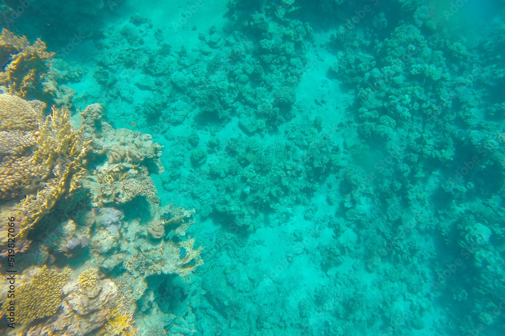 Coral reef in azure sea water at the bottom.