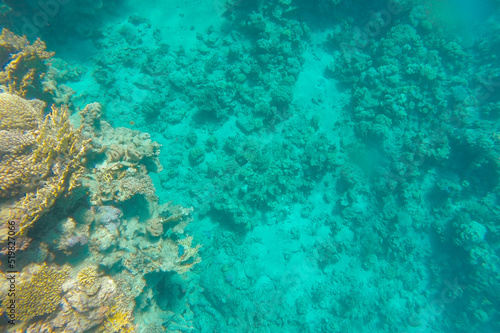 Coral reef in azure sea water at the bottom.