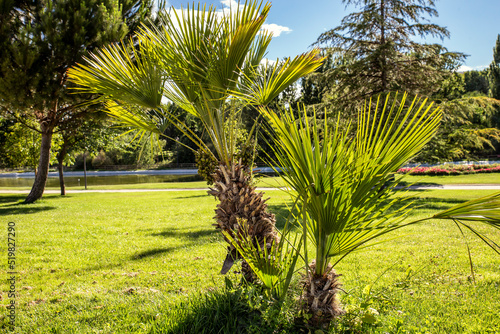 small palm tree on green grass in sunny day. chamaerops humilis