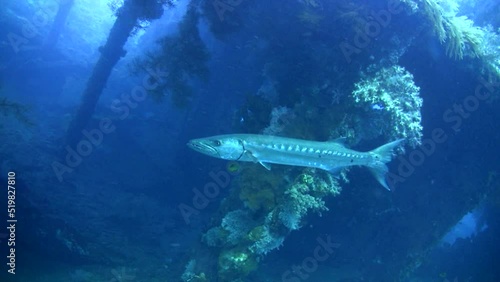 Great barracuda (Sphyraena barracuda) going in the Liberty Wreck photo
