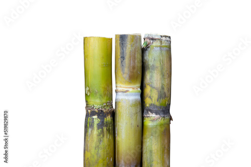 Fresh Sugar cane isolated on white background
