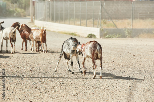 Spanish Goats photo