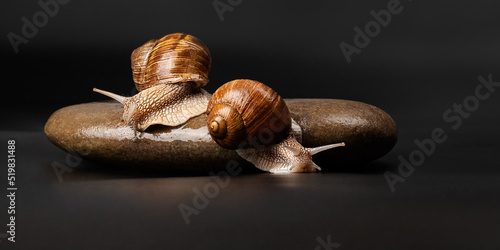 two grape snails sitting on a stone on a dark background