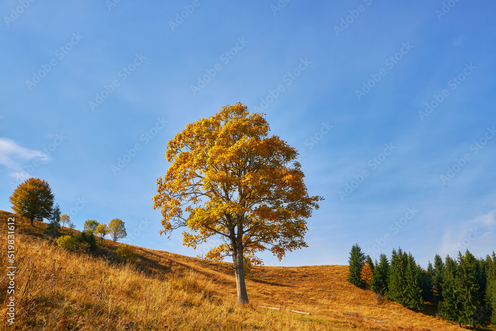 Fototapeta premium Forest on a sunny day in autumn season.