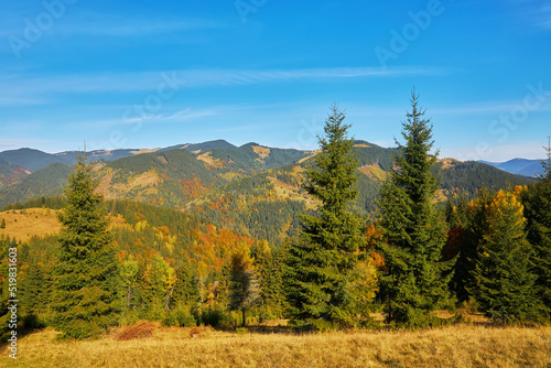 Forest on a sunny day in autumn season.