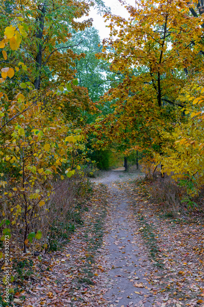 Obraz premium The road is everywhere in the autumn multi-colored forest