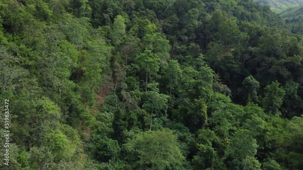 Drone Flying Over Dense Tropical Rainforest Drone Flying Over Dense Tropical Rainforest
