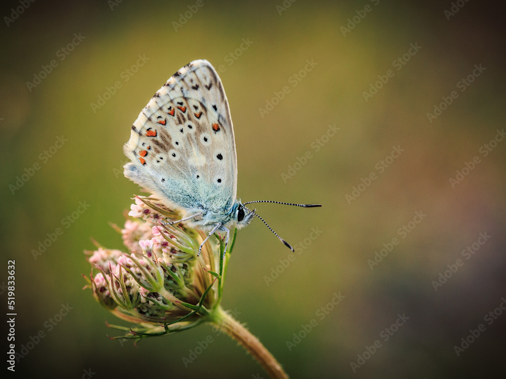 butterfly on a leaf butterfly on a leaf