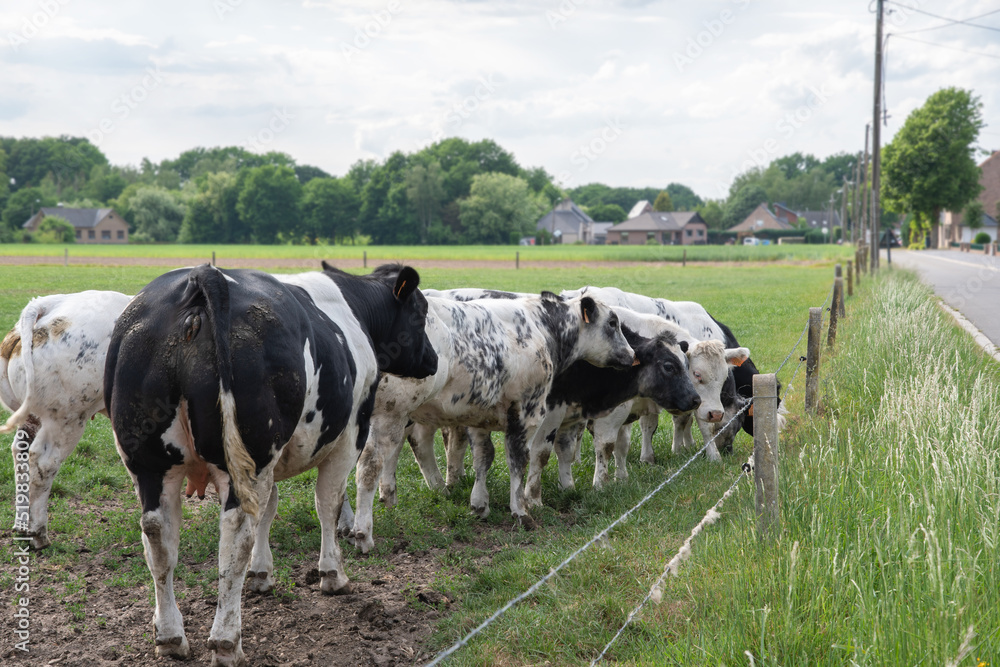 a group of multi-colored black and white cows graze in a corral on green grass a group of multi-colored black and white cows graze in a corral on green grass